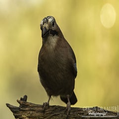 dsc_69272.jpg