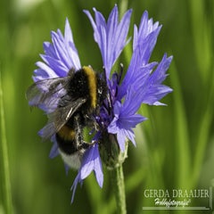 dsc_13162-1.jpg