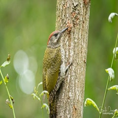 dsc_26823.jpg