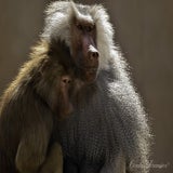 Wildlands 12-07-2020