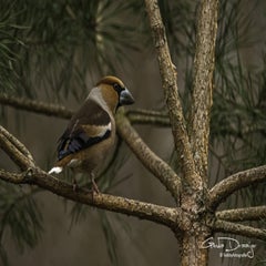 dsc_93922.jpg