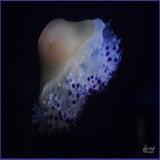 DSCN2517.jpg