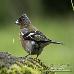 dsc_10892.jpg