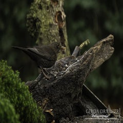 dsc_82472.jpg
