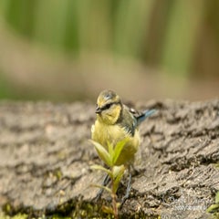 dsc_33342.jpg