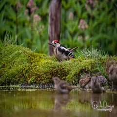 dsc_34562.jpg