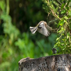 dsc_41852.jpg