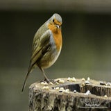 DSC_68642.jpg
