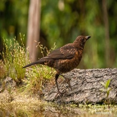 dsc_31632.jpg