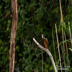 dsc_31122.jpg