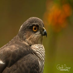 dsc_84223.jpg