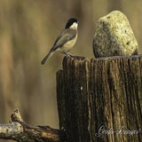DSC_58512.jpg