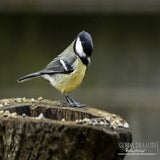 DSC_68672.jpg