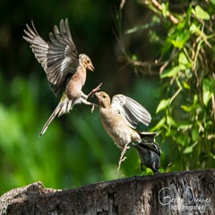 dsc_41832.jpg