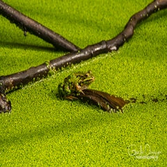 dsc_59192.jpg