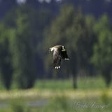Lofar 11-09-2020