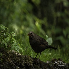 dsc_10242.jpg