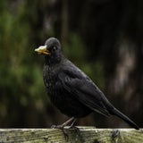 DSC_53732.jpg