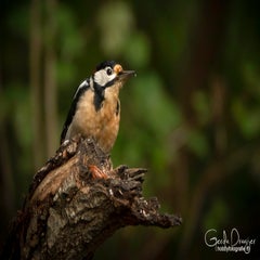 dsc_60222.jpg