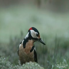 dsc_26233.jpg