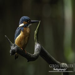 dsc_12622.jpg