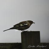 DSC_53512.jpg
