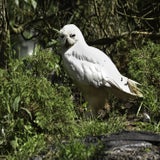 Wildlands 12-07-2020