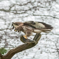 dsc_24703.jpg