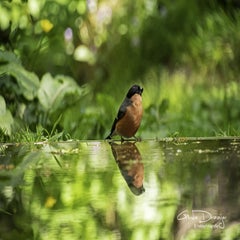 dsc_11532.jpg