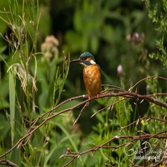 dsc_32152.jpg