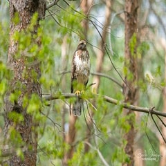 dsc_92713.jpg