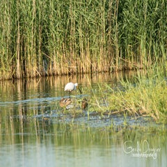 dsc_29362.jpg