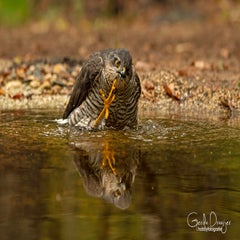 dsc_85073.jpg