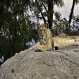 Wildlands 12-07-2020