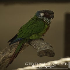 dsc_50032.jpg