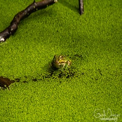 dsc_59212.jpg