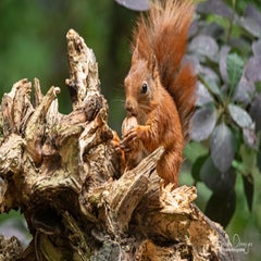 dsc_23703.jpg