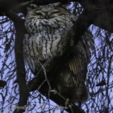 DSC_55092.jpg