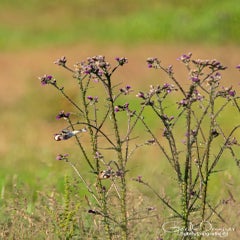 dsc_27542.jpg