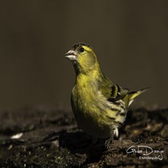 dsc_96782.jpg