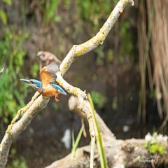 dsc_18633.jpg