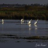 DSC_48122.jpg