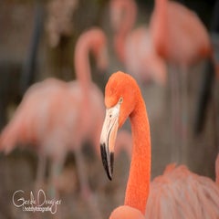 dsc_79773.jpg
