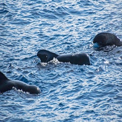 dsc_47413.jpg