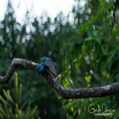 dsc_40182.jpg