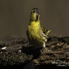 dsc_96772.jpg