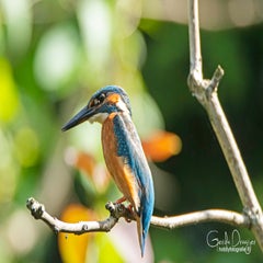 dsc_41022.jpg