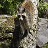 Wildlands 12-07-2020