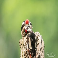 dsc_17603.jpg