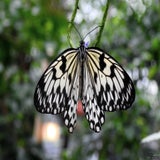 DSCN3309.jpg